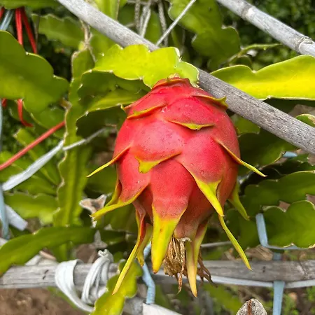 Bela Vigia 3 Séjour chez l'habitant