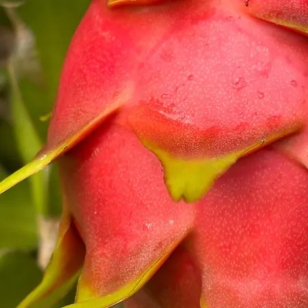 Bela Vigia 3 Jardim do Mar