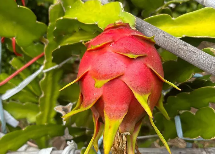 Bela Vigia 3 בית אירוח